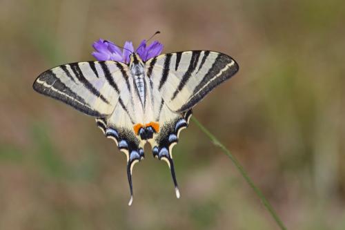 Réf. 237 730 : Iphiclides podalirius